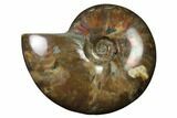 Flashy Red Iridescent Ammonite #155169-1